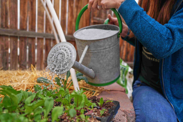 Gardeners often hear about supposed hacks and quick fixes. Here are some common ones debunked